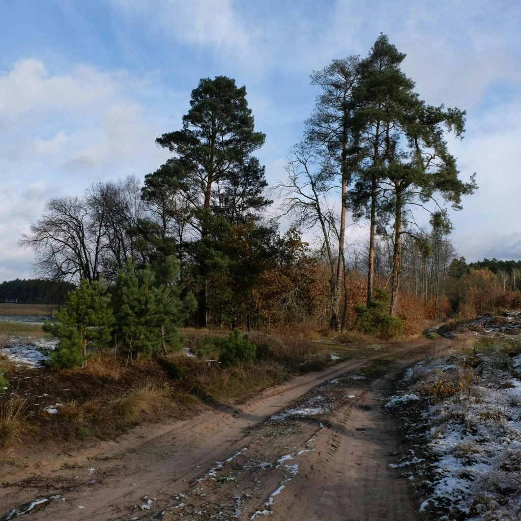 Tranquil forest pathway with scattered snow, perfect for winter scenery.