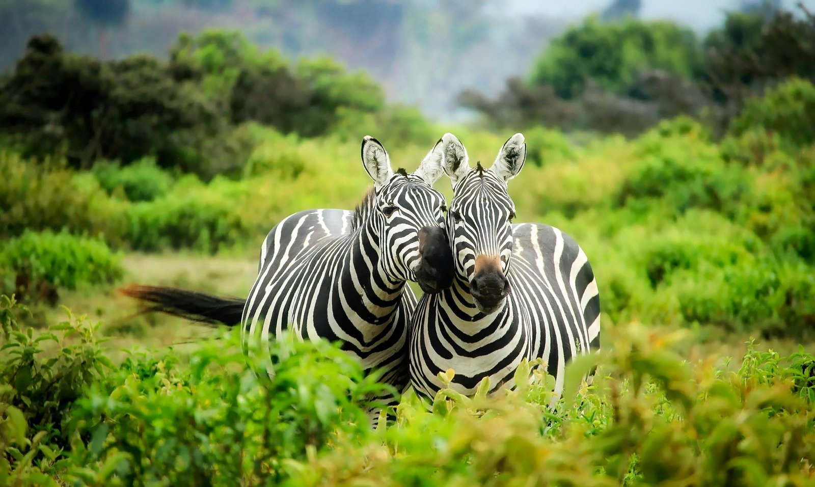 Best Places to Visit in Africa